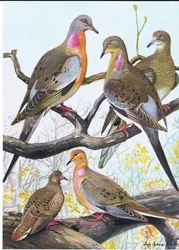 Passagerdue, Eastern Morning Dove